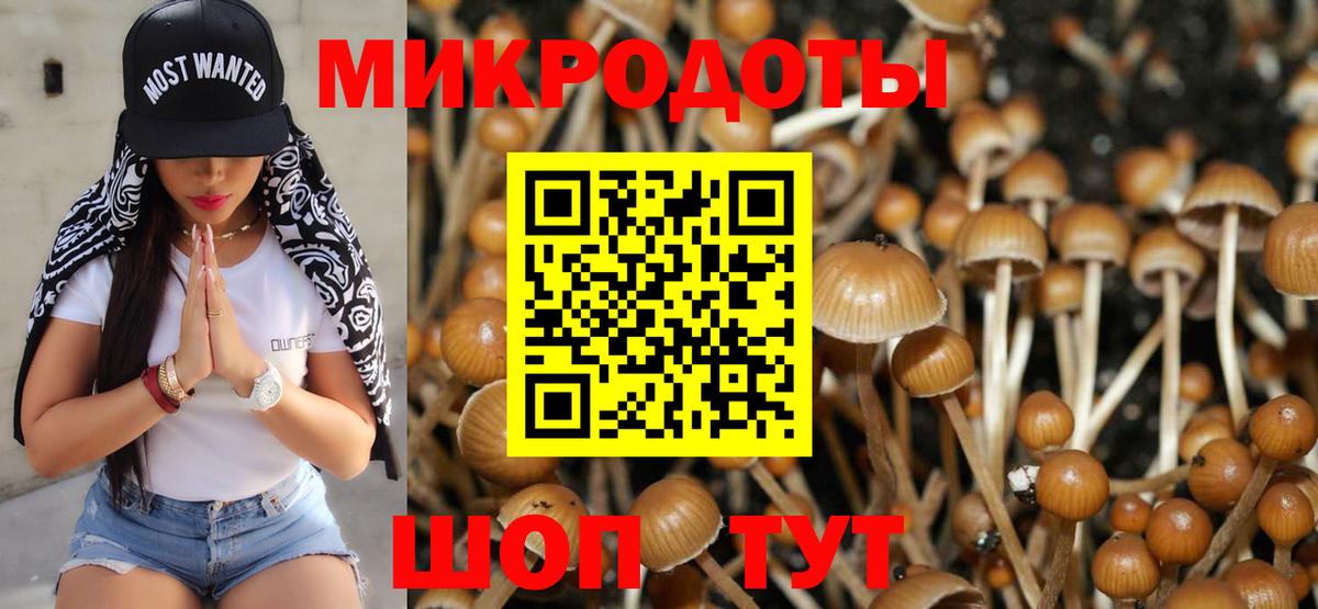 Псилоцибиновые грибы Psilocybe Нижний Тагил